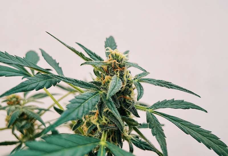 close up of cannabis flower