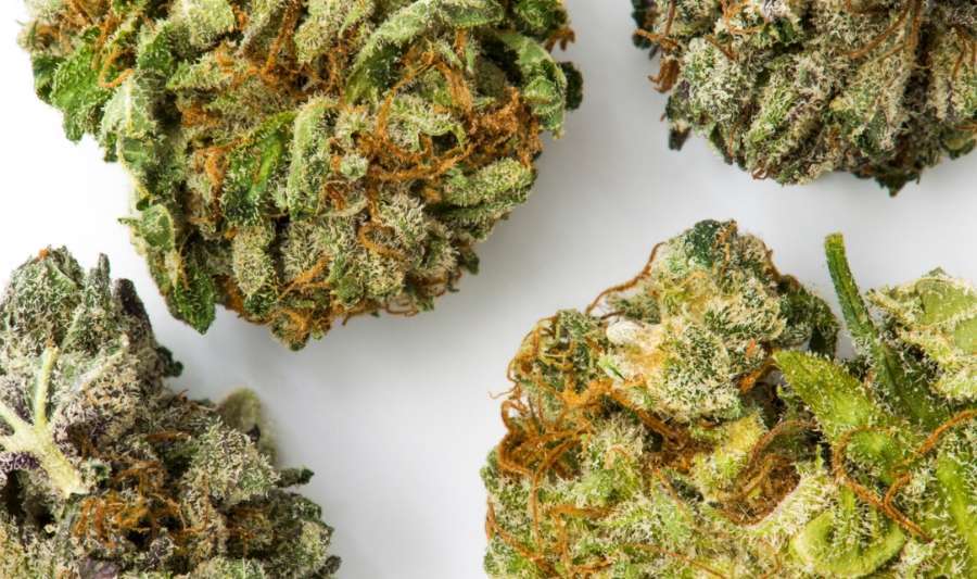 close up of cannabis flower on table