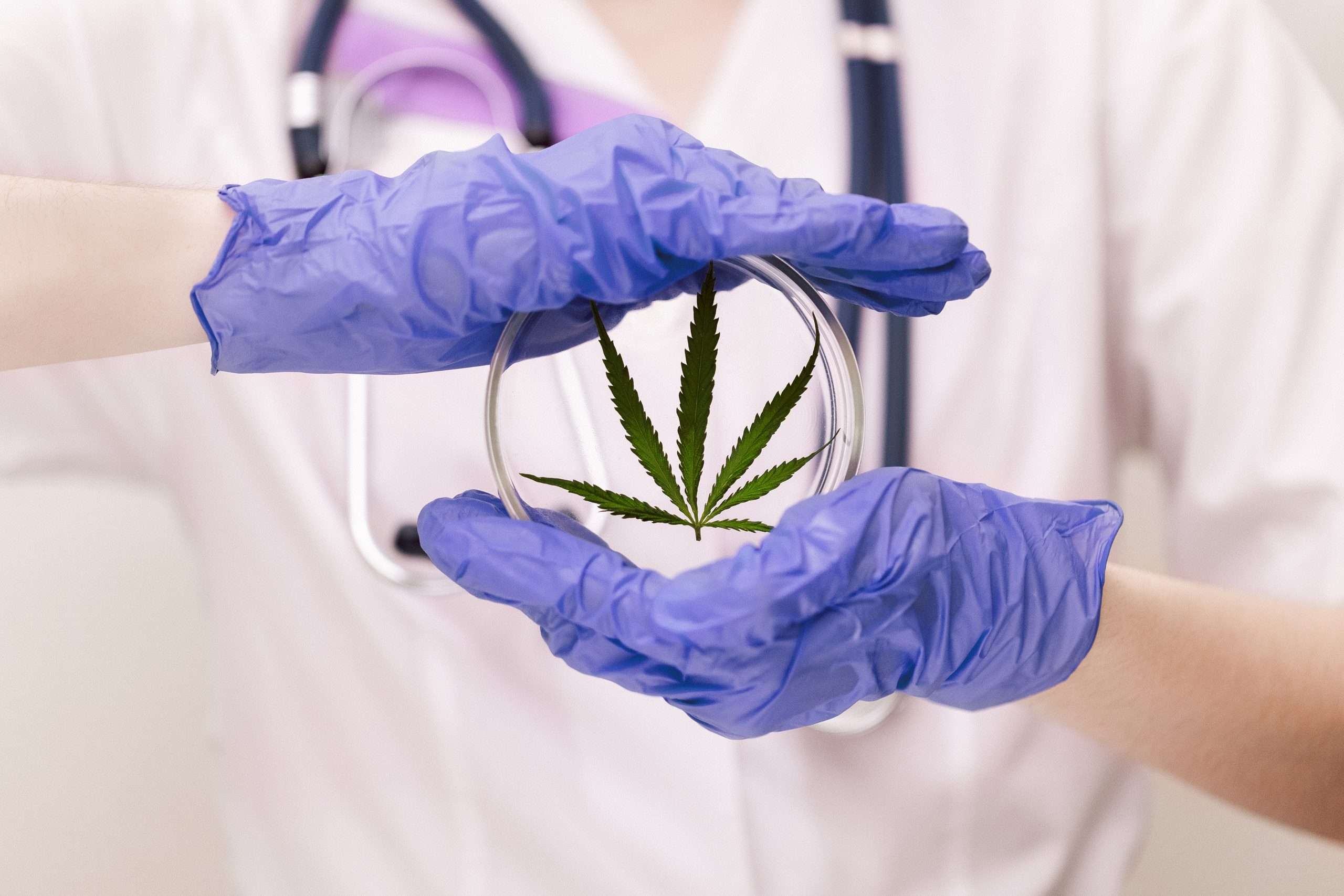 A medic professional with a stethoscope in a lab coat and blue gloves holds round laboratory glasses with a cannabis leaf. Hemp medicinal properties concept. Copy space.